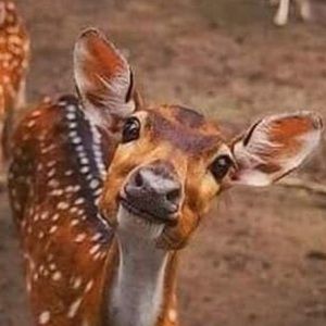 Meet your Posher, Nick